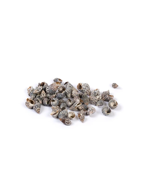 Ракушки DRF-010 100г - фото 1